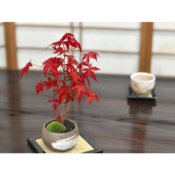 山もみじ ハケメ丸鉢 鉢 紅葉のミニ盆栽 秋 四季 季節 ギフト 盆栽