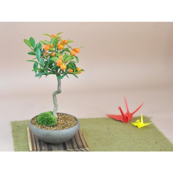 キンズ かわいい実のなる盆栽 キンズ盆栽 人気の南国盆栽 ギフト 盆栽