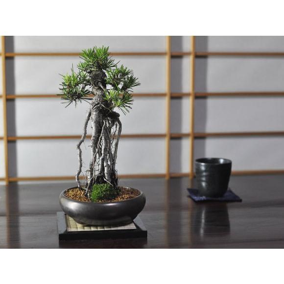 根上りの黒松盆栽 樹齢ウン百年のような趣を感じさせる盆栽 : 盆栽妙
