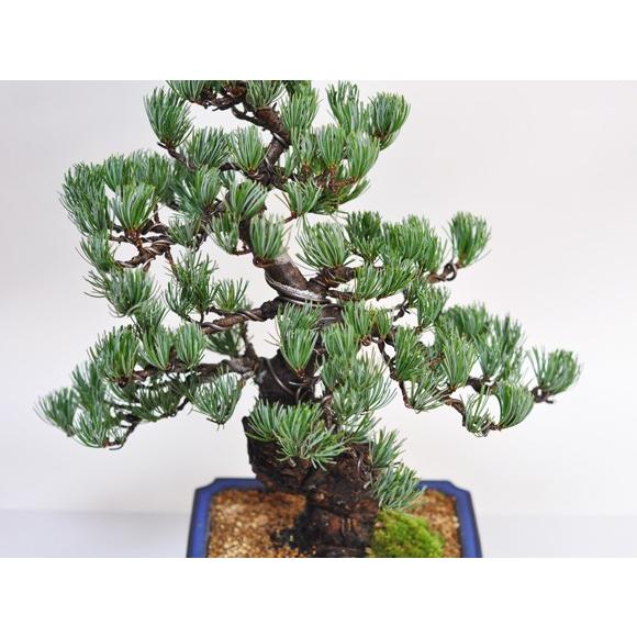 盆栽 極上 五葉松 存在感 圧倒 高級 一級品 ブランド 一流職人仕立て