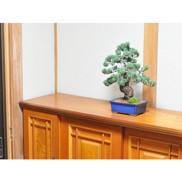 盆栽 極上 五葉松 存在感 圧倒 高級 一級品 ブランド 一流職人仕立て