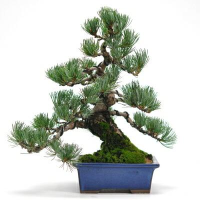 至高の小品五葉松 盆栽 小品盆栽 五葉松 松 高松盆栽 お祝い ギフト
