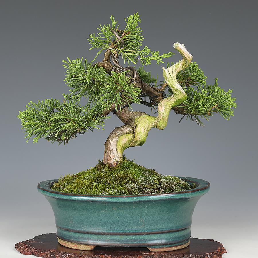 盆栽 真柏 シンパク しんぱく 小品盆栽 ミニ盆栽 模様木 盆栽素材