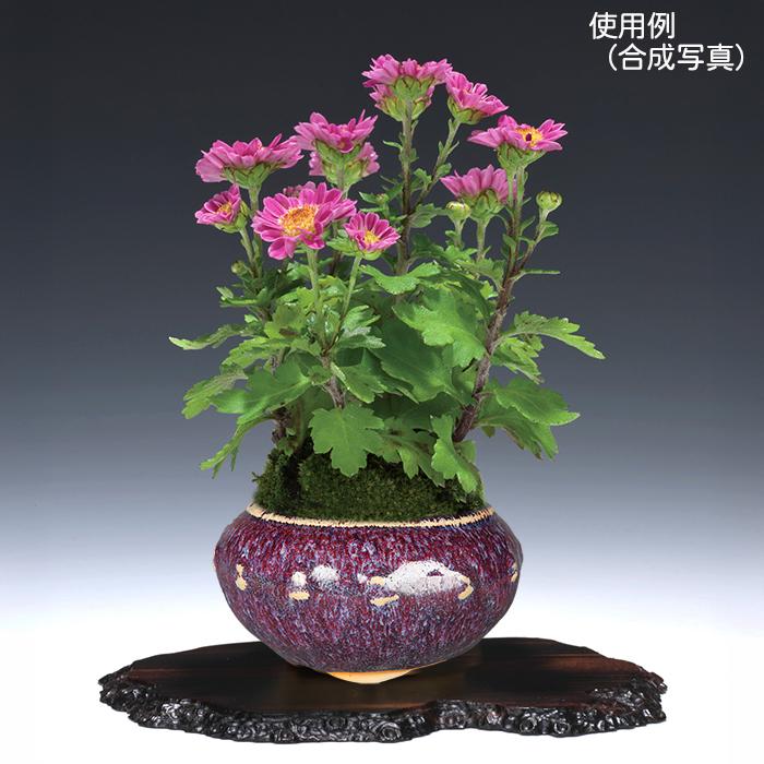 盆栽鉢 「広東色小鉢」 植木鉢 中国鉢 色小鉢 4号 11.5cm 小品盆栽