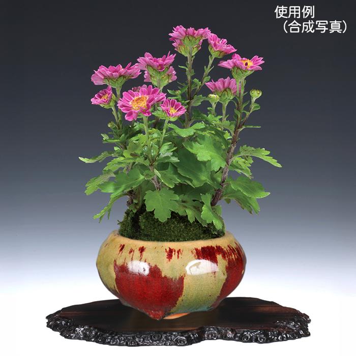 盆栽鉢 「広東色小鉢」 植木鉢 中国鉢 色小鉢 4号 11.5cm 小品盆栽