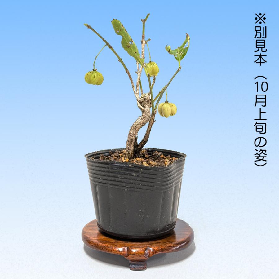 盆栽 白実まゆみ 白まゆみ マユミ 真弓 小品盆栽 ミニ盆栽 実物 盆栽