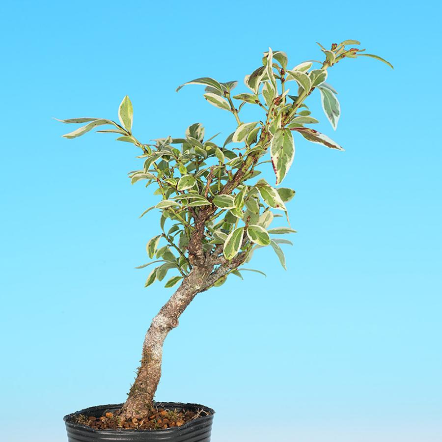 盆栽 斑入小性まゆみ こまゆみ コマユミ 小品盆栽 ミニ盆栽 雑木 実物