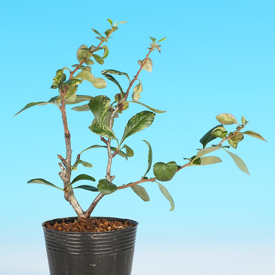 盆栽 長寿梅 五色 チョウジュバイ 斑入り 小品盆栽 ミニ盆栽 盆栽素材