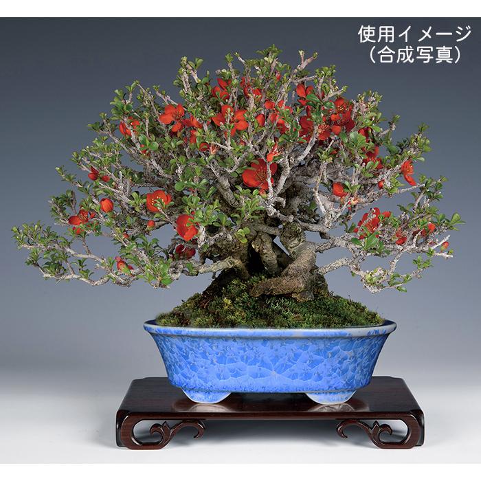 盆栽鉢 植木鉢 「平安泉山青花結晶楕円鉢」 山草鉢 清水焼 京焼 磁器 6
