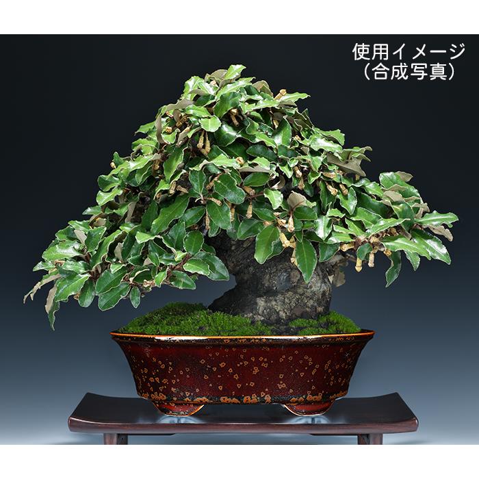 盆栽鉢 植木鉢 「平安泉山辰砂釉星結晶楕円鉢」 山草鉢 清水焼 京焼