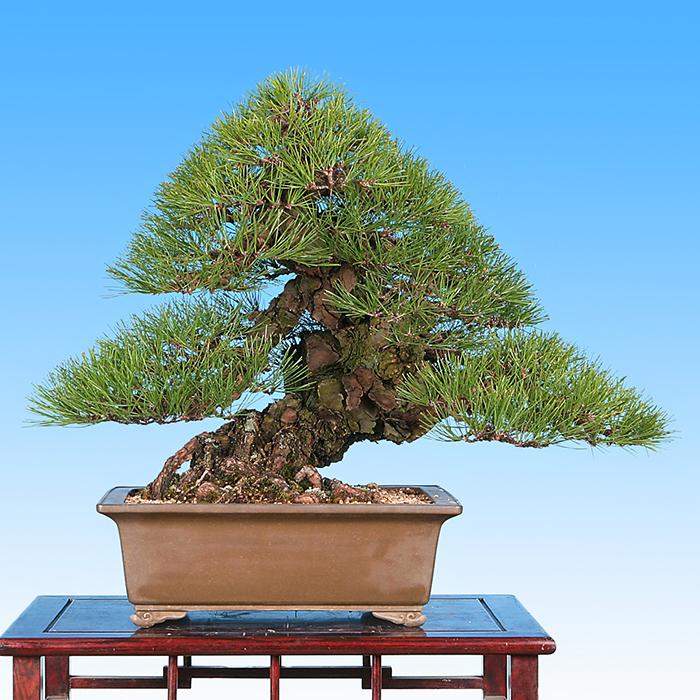 盆栽道具 盆栽手入れ道具 「焼き銅線「佳由架」MINI (#14) 2.0mm 200g