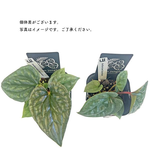 アンスリウム ルクスリアンス 3.5号 アーバンジャングル Anthurium