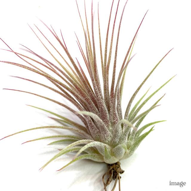 チランジア イオナンタ 'グアテマラ' M size (エアープランツ