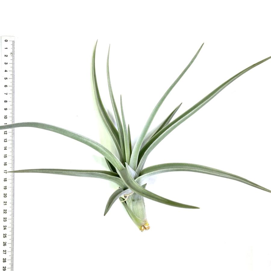 現品) チランジア ロッテアエ (No.21918) (エアープランツ