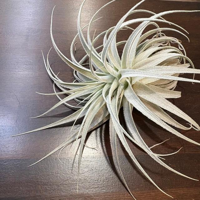 現品) チランジア ガルドネリ ルピコラ (No.22142) (エアープランツ