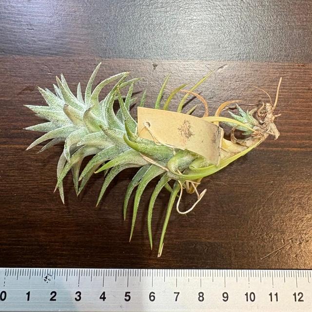 現品) チランジア イオナンタ バンハイニンギー 斑入り (No.22153