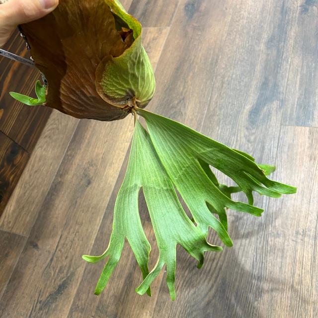 現品) ビカクシダ 交配種 (クアドリディコトマム × マダガスカリエンセ