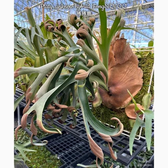 現品) ビカクシダ 'フーンシキ' TC苗 (No.40747) (コウモリラン 観葉