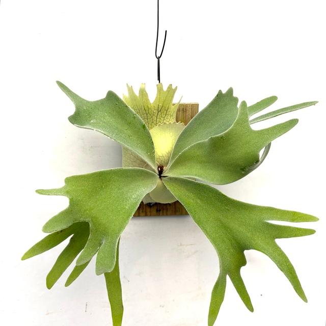 現品) ビカクシダ ウィリンキー 'セルソタツタ' (TC) (No.40785