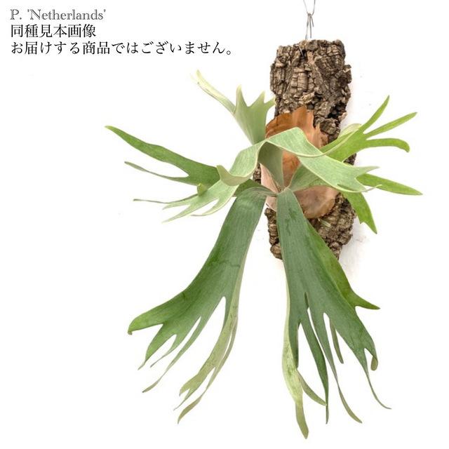 コウモリラン 'ネザランズ' 板付 (小) (ビカクシダ プラティセリウム