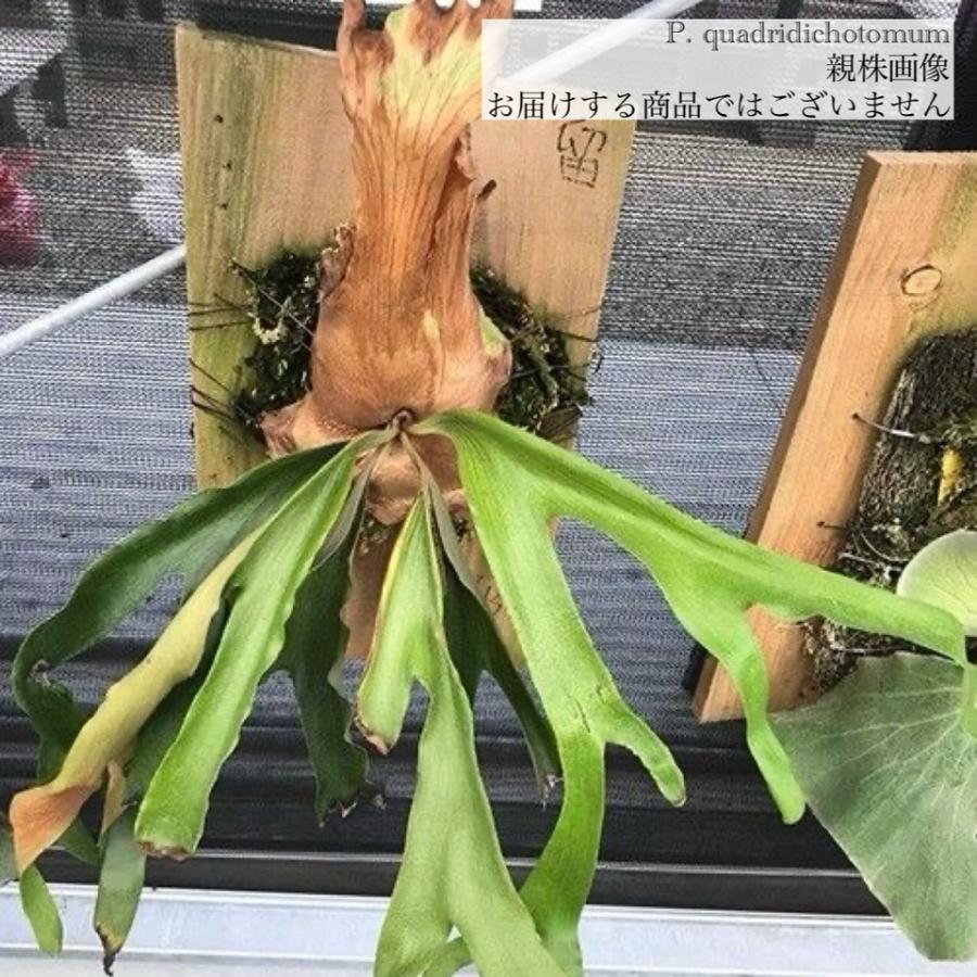 現品) ビカクシダ クアドリディコトマム (TC) (No.40846) (コウモリ
