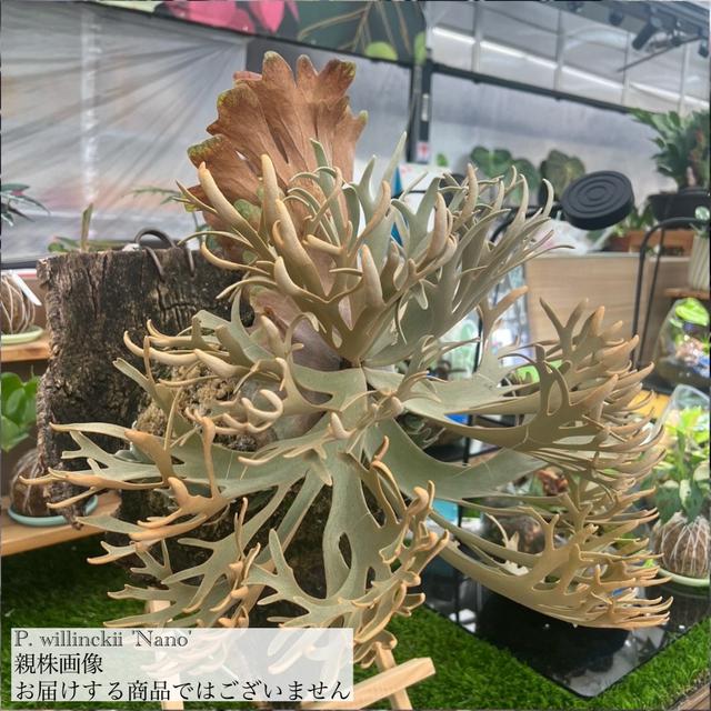 現品) ビカクシダ ウィリンキー 'ナノ' (TC) (No.41163) (コウモリラン