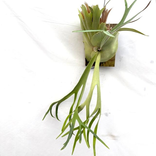 現品) ビカクシダ 'ホワイト&シャイン' (TC) (No.41041) (コウモリラン