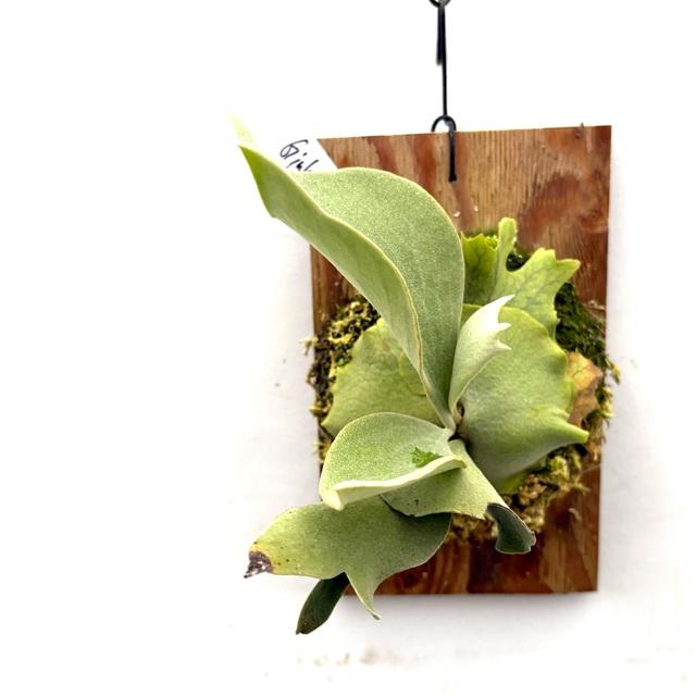 現品) ビカクシダ 'ギンカ' (spore) (No.41056) (コウモリラン 観葉