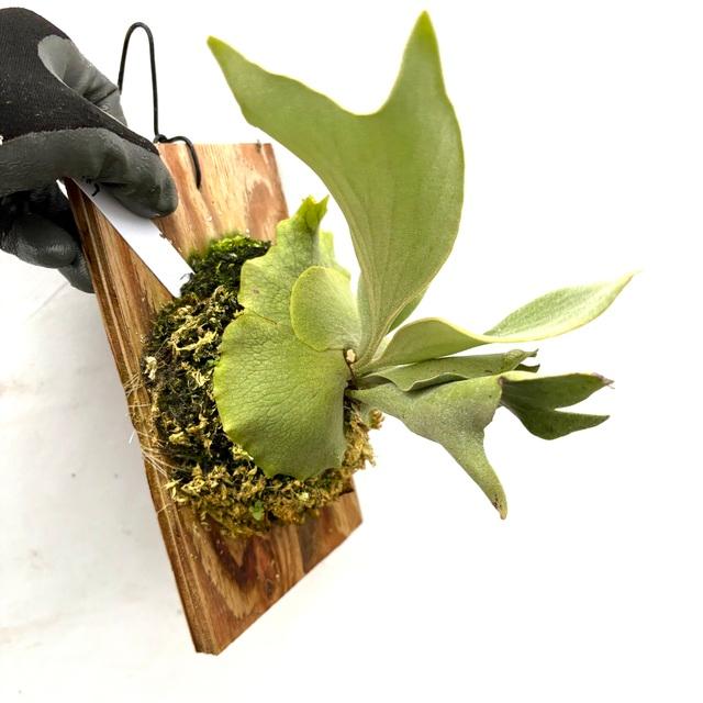 現品) ビカクシダ 'ギンカ' (spore) (No.41056) (コウモリラン 観葉