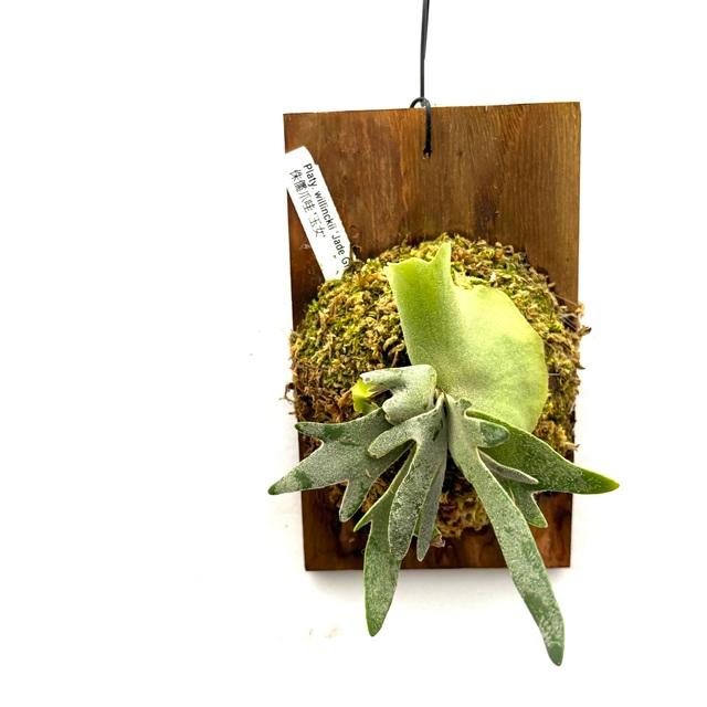 現品) ビカクシダ ウィリンキー 'ジェイドガール' (spore) (No.41070