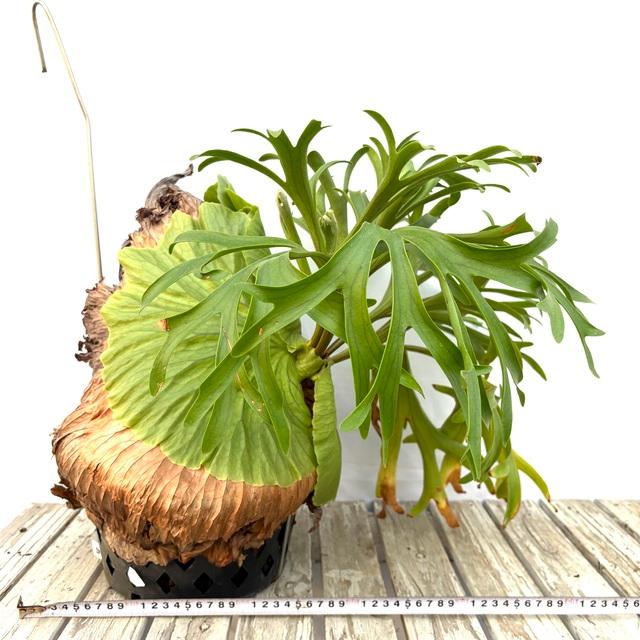 現品) ビカクシダ 'キッチャクード' (No.41098) (コウモリラン 観葉