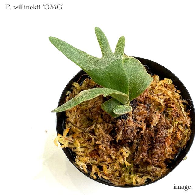 ビカクシダ ウィリンキー 'OMG' (TC) 3寸 (コウモリラン 観葉植物