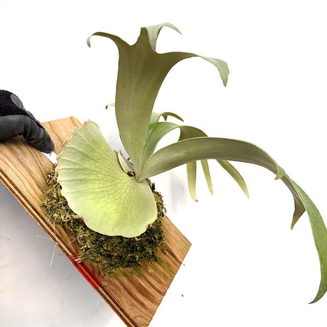 現品) ビカクシダ ウィリンキー 'リトルクラウン' select spore (pup