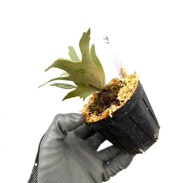 現品) ビカクシダ ウィリンキー 'ナノ' (TC) (No.41163) (コウモリラン