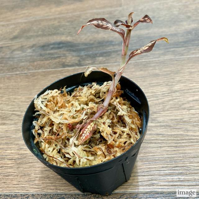 シストーチス ステノグロッサ (ジュエルオーキッド 宝石蘭 観葉植物