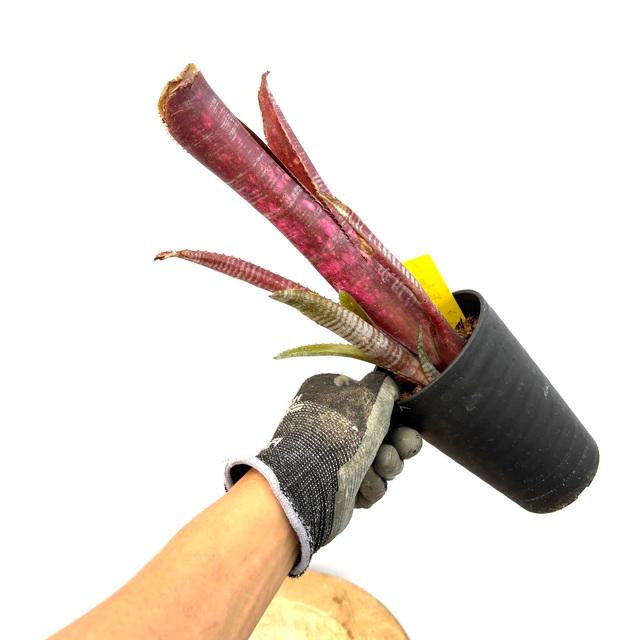 現品) ビルベルギア 'バニスファクター' (No.62589) (観葉植物