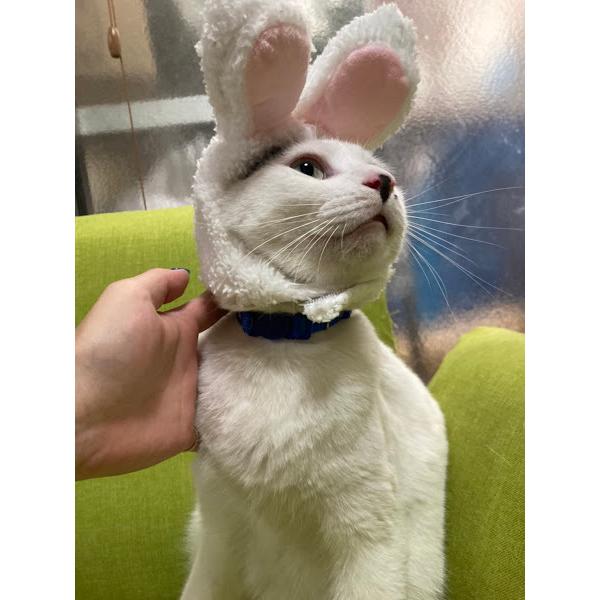 ウサギ耳 ペット帽子 コスプレ仮装 猫のヘアアクセサリー 面白い