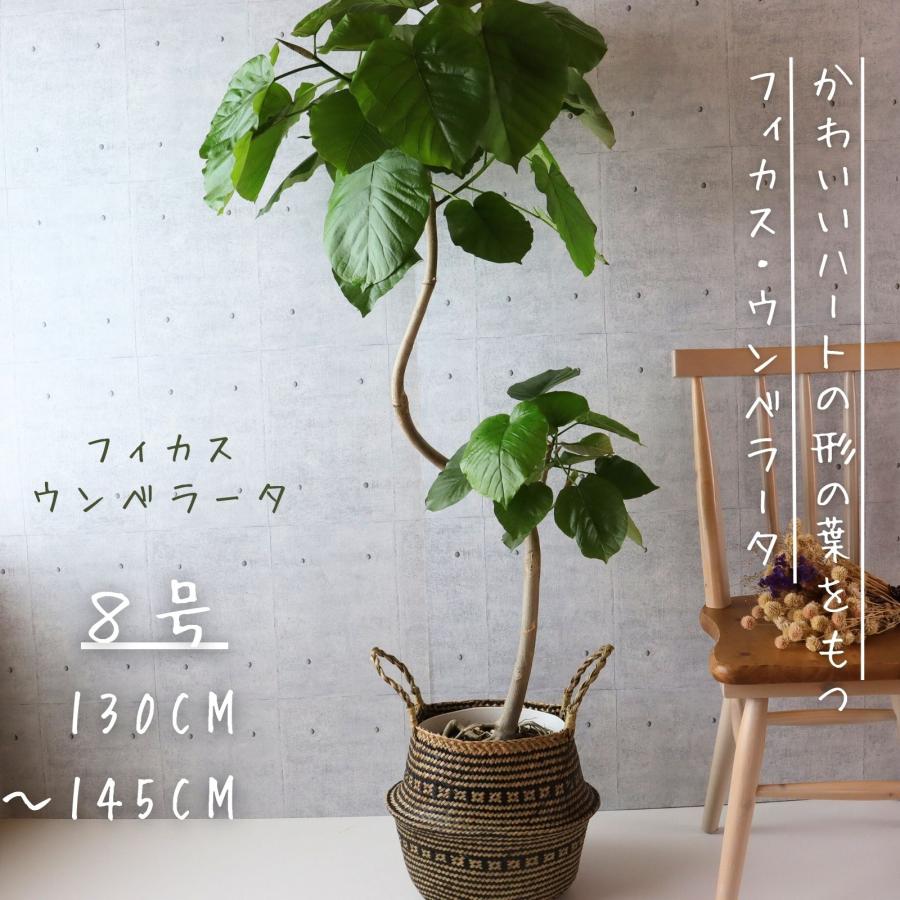フィカス ウンベラータ 曲がり 螺旋 仕立て 8号 ゴムの木 お祝い