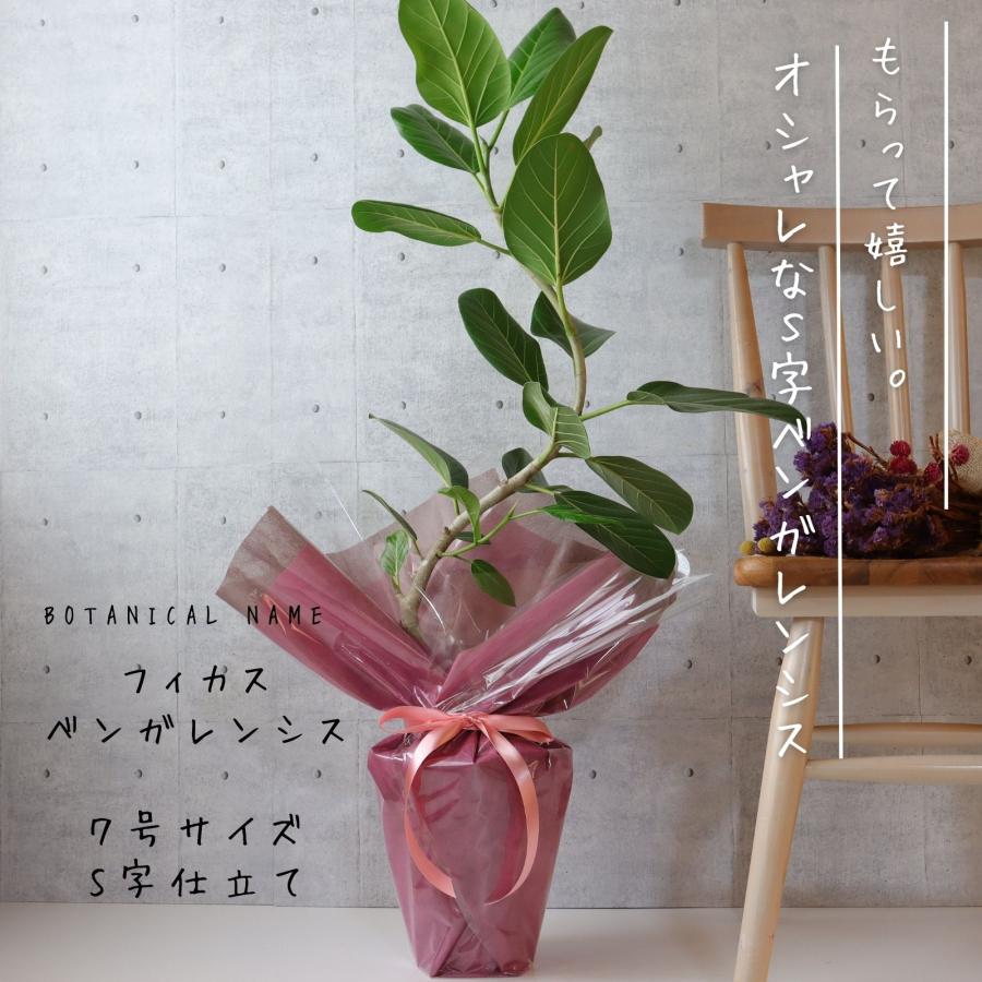 フィカス ベンガレンシス 曲がり S字 仕立て ゴムの木 お祝い ギフト