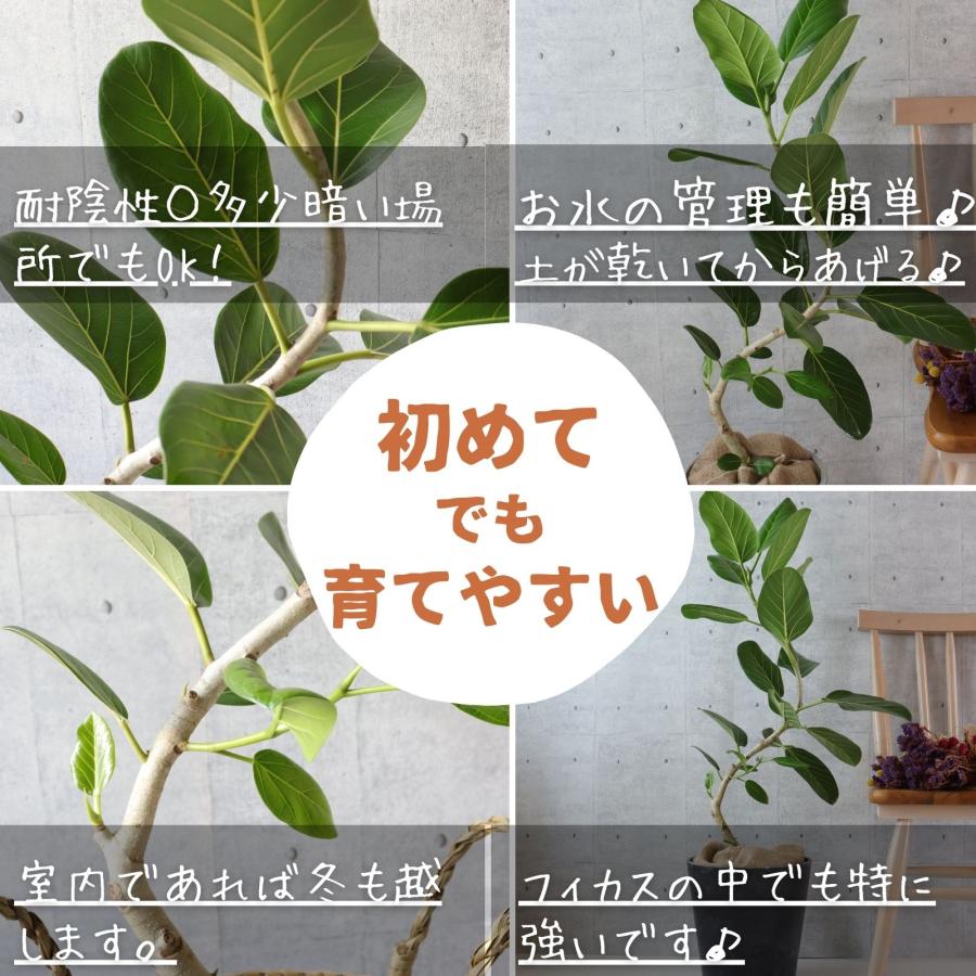 フィカス ベンガレンシス 曲がり S字 仕立て ゴムの木 お祝い ギフト