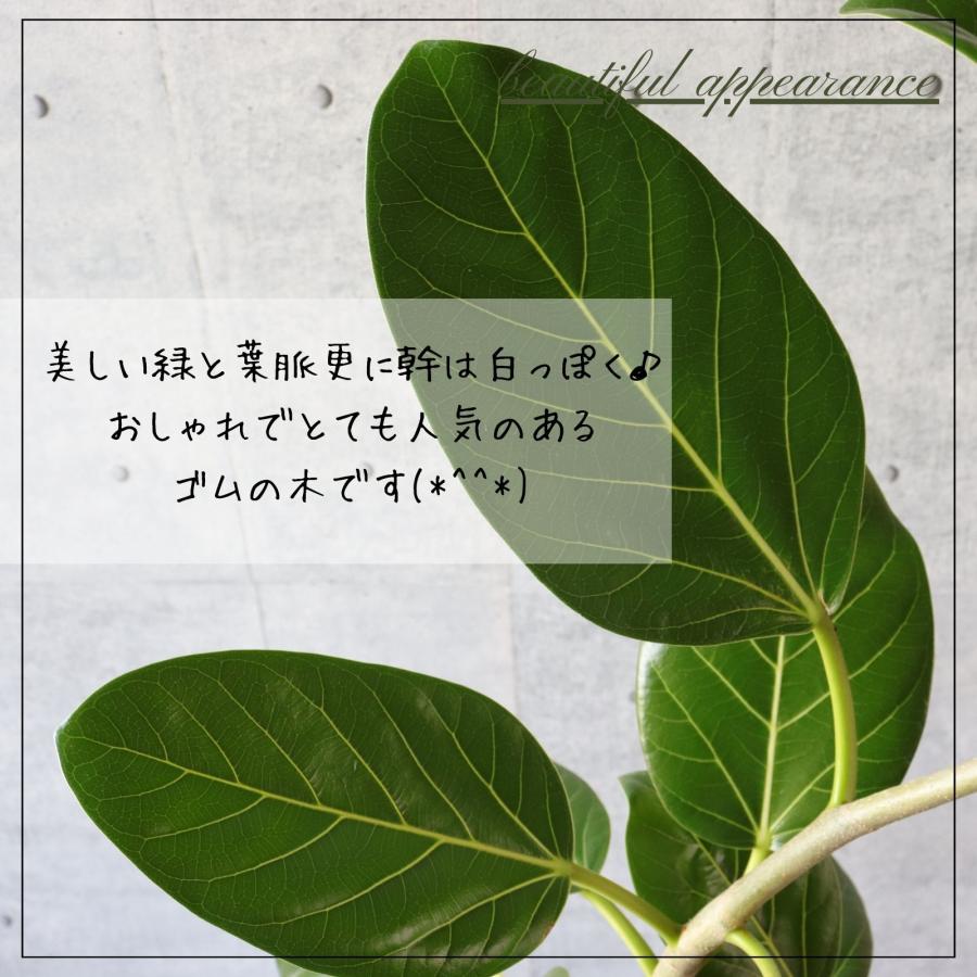 フィカス ベンガレンシス 曲がり S字 仕立て ゴムの木 お祝い ギフト