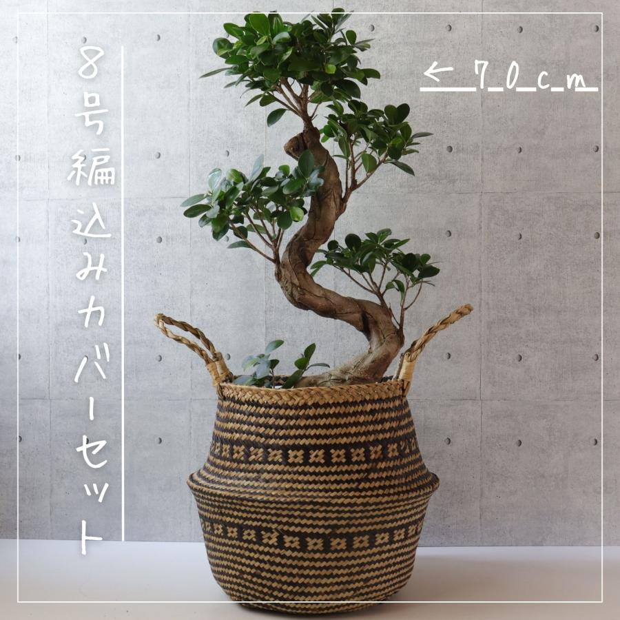 ガジュマル 8号 フィカス 曲がり 仕立て 盆栽仕立て 昇り龍 幹太 ゴム