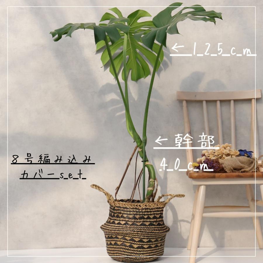 モンステラ 幹立ち 8号 観葉植物 根上り 綺麗 お祝い ギフト 開店祝い