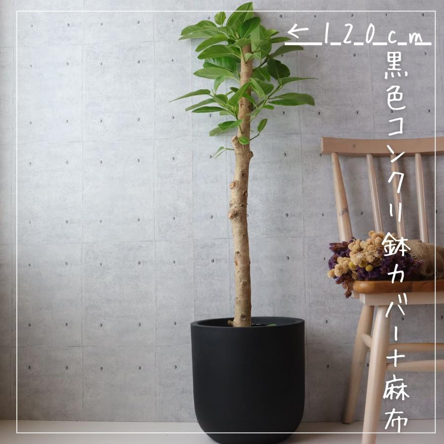 フィカス アルテシマ 朴もの 仕立て8号 アルテシーマ 観葉植物 お祝い