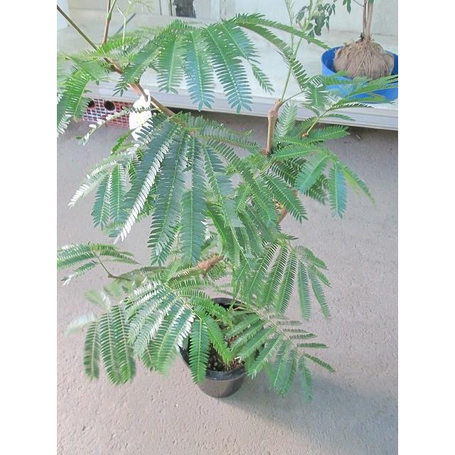 エバーフレッシュ 8号 ねむの木 観葉植物 インテリア 鉢植え