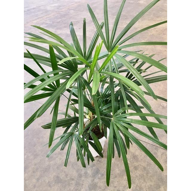シュロチク 8号 シュロ竹 観葉植物 棕櫚竹 鉢植え 販売 苗 苗木 送料