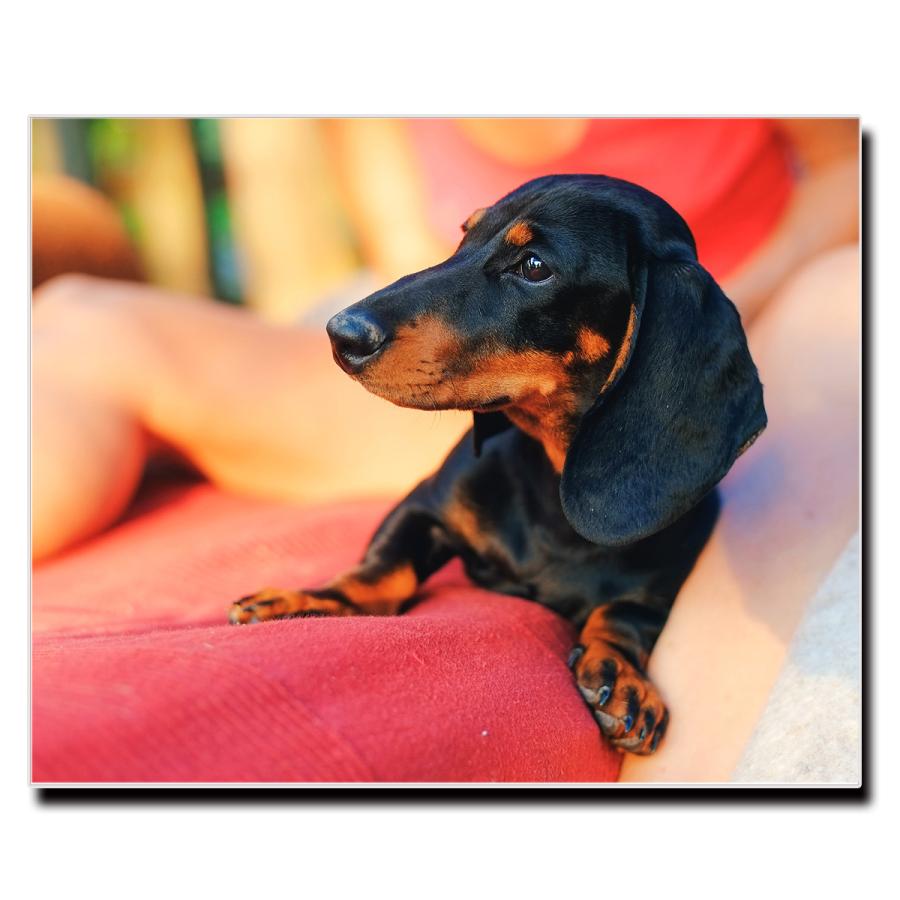 アートパネル インテリア ミニチュア ダックスフンド 犬 dog