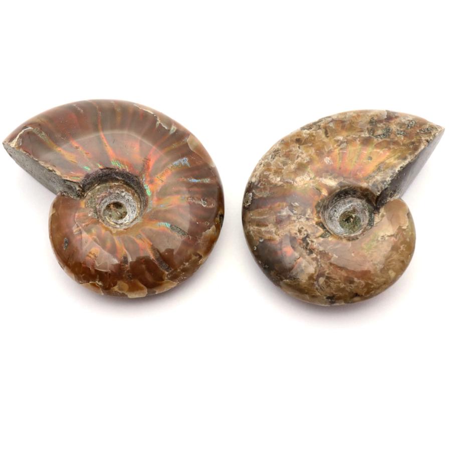 GOLD STONE アンモナイト 化石 遊色効果 マダガスカル産 ポリッシュ S