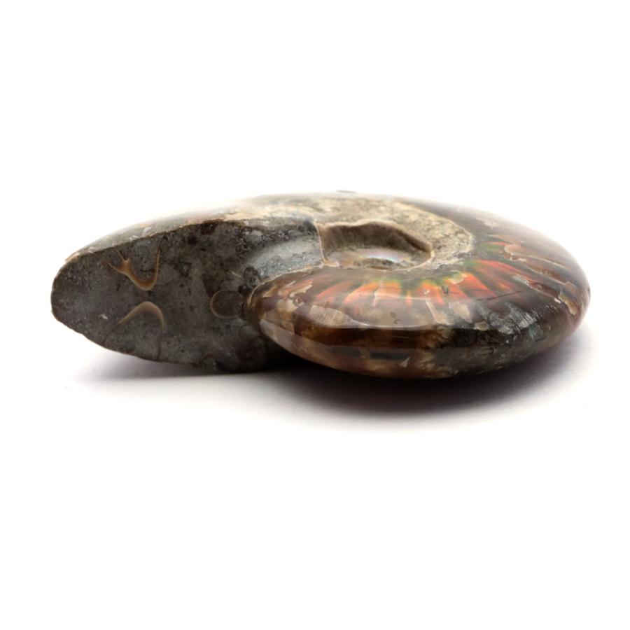 GOLD STONE アンモナイト 化石 遊色効果 マダガスカル産 ポリッシュ M