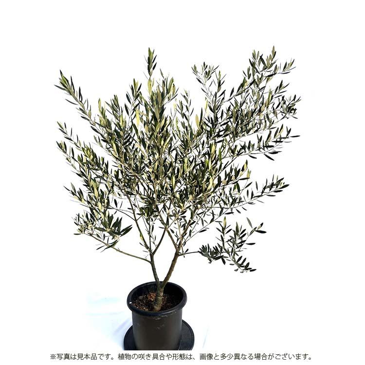 鶴亀園 オリーブの木 ピクアル Large (約160~180cm) : Goodsaniaマック